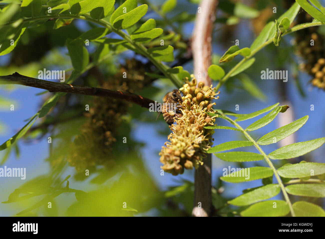 Nom latin de l'abeille Apis mellifera la collecte du pollen sur un vrai acacia au printemps en Italie Banque D'Images