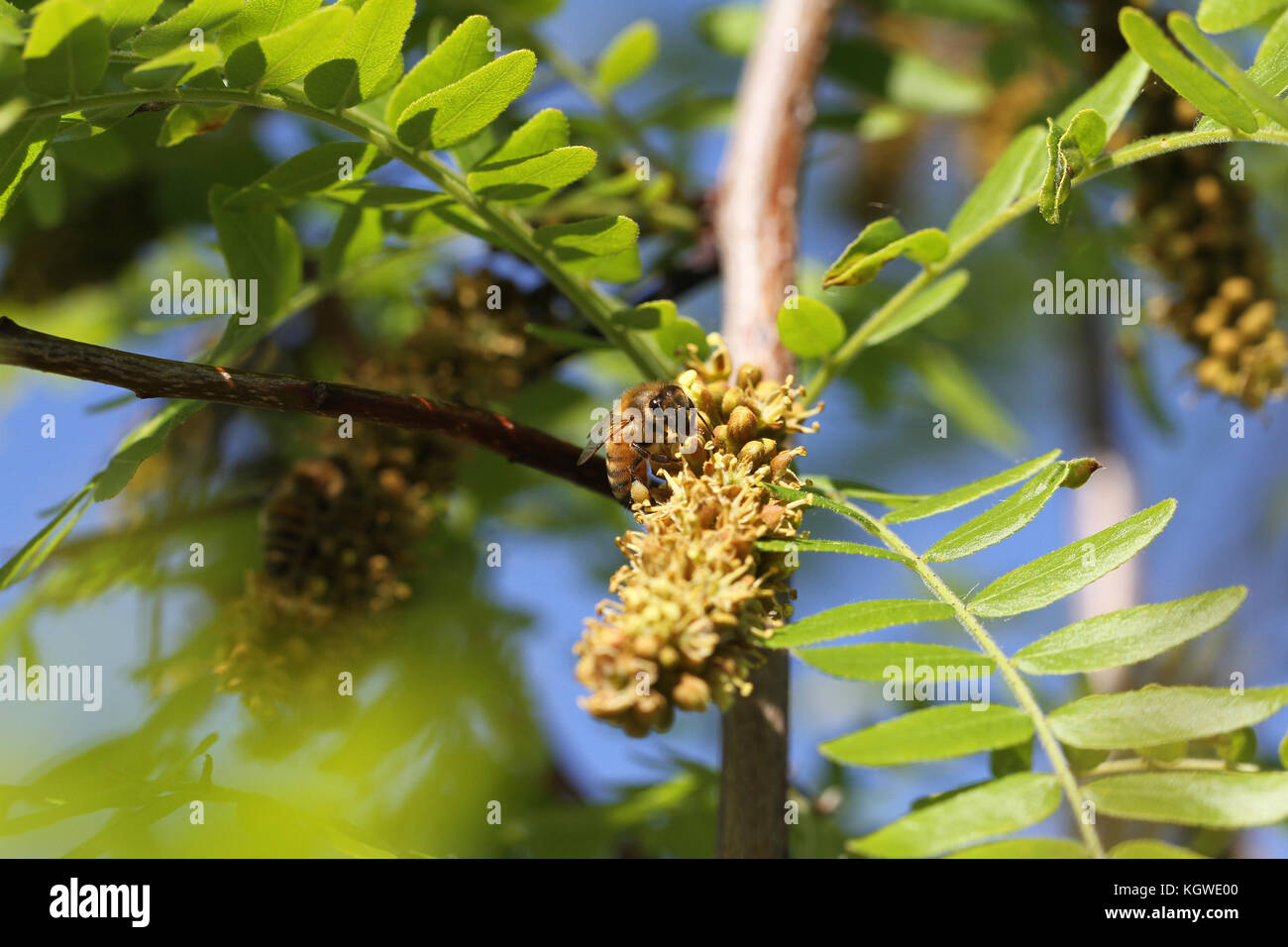 Nom latin de l'abeille Apis mellifera la collecte du pollen sur un vrai acacia au printemps en Italie Banque D'Images