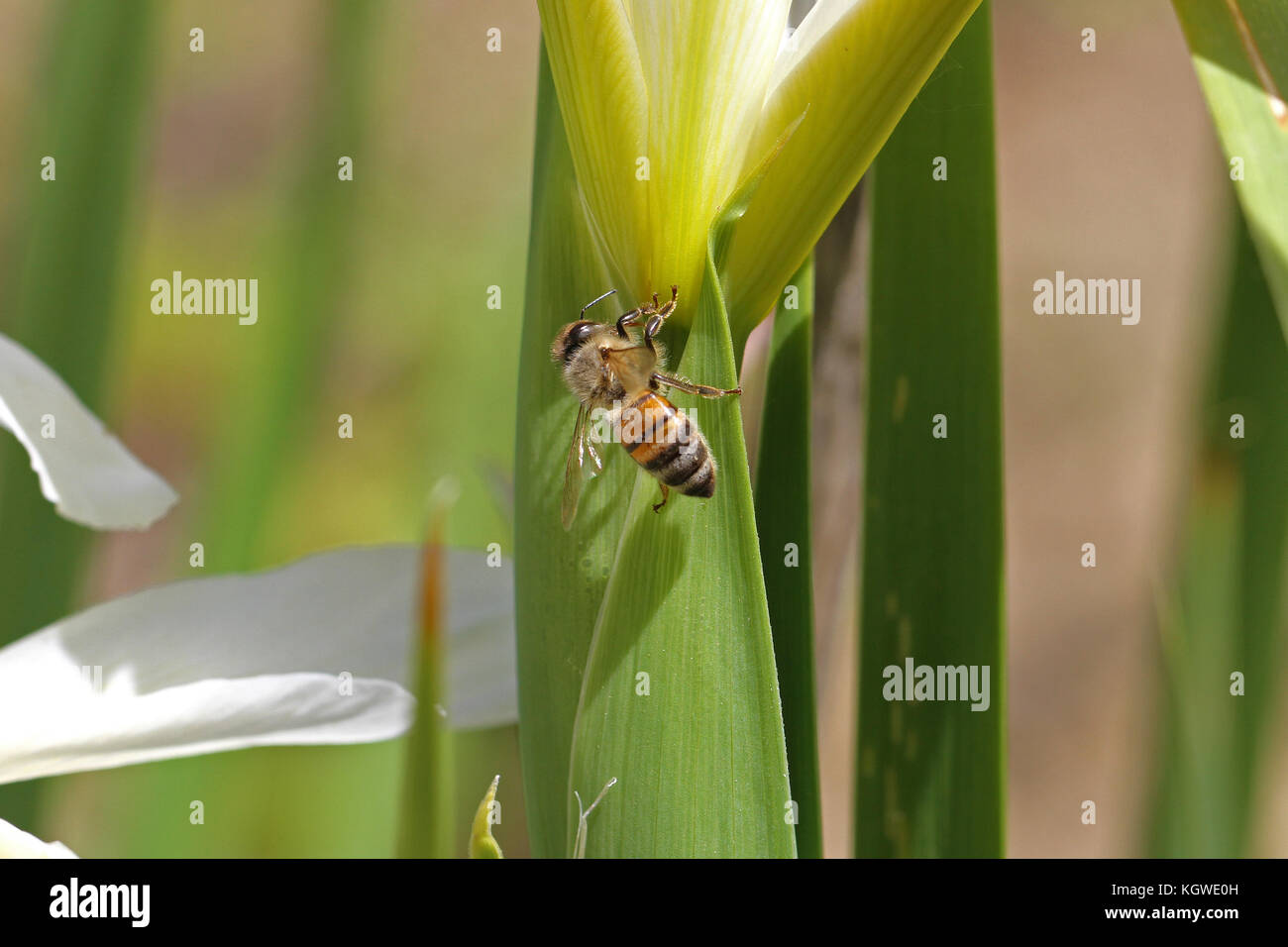 Nom latin de l'abeille Apis mellifera se nourrissant d'un drapeau blanc ou feuille d'iris iris en Italie au printemps Banque D'Images