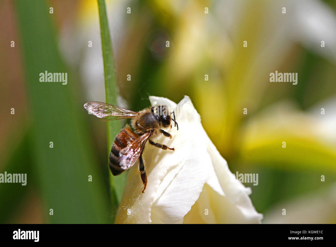 Nom latin de l'abeille Apis mellifera se nourrissant d'un drapeau blanc ou iris iris fleur en Italie au printemps Banque D'Images