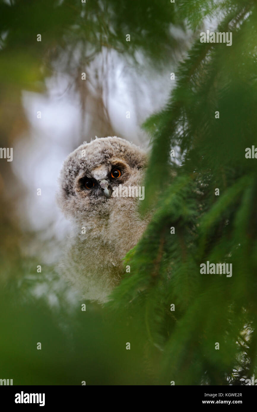 Long-eared Owl (Asio otus), jeune poussin, à part entière, caché dans un arbre, observant à travers le vert, furtif, curieux, drôles, de la faune, de l'Europe. Banque D'Images