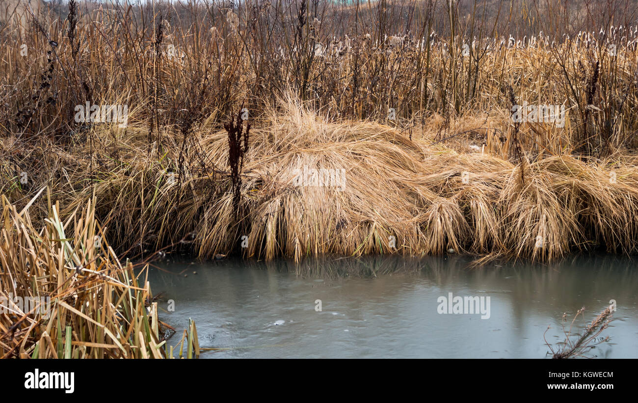 Changement de saisons concept : Yellow Grass, roseaux gelés par la rivière ou lac glacé à la fin de l'automne ou au début de l'hiver Banque D'Images