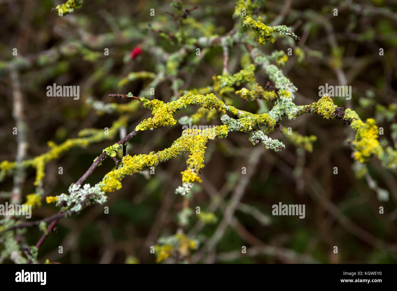 Pays-Bas, Zélande, parc naturel Oranjezon près de Vrouwenpolder sur la péninsule de Walcheren, avec des branches de lichen couvert. Niederlande, Zélande, Naturpa Banque D'Images