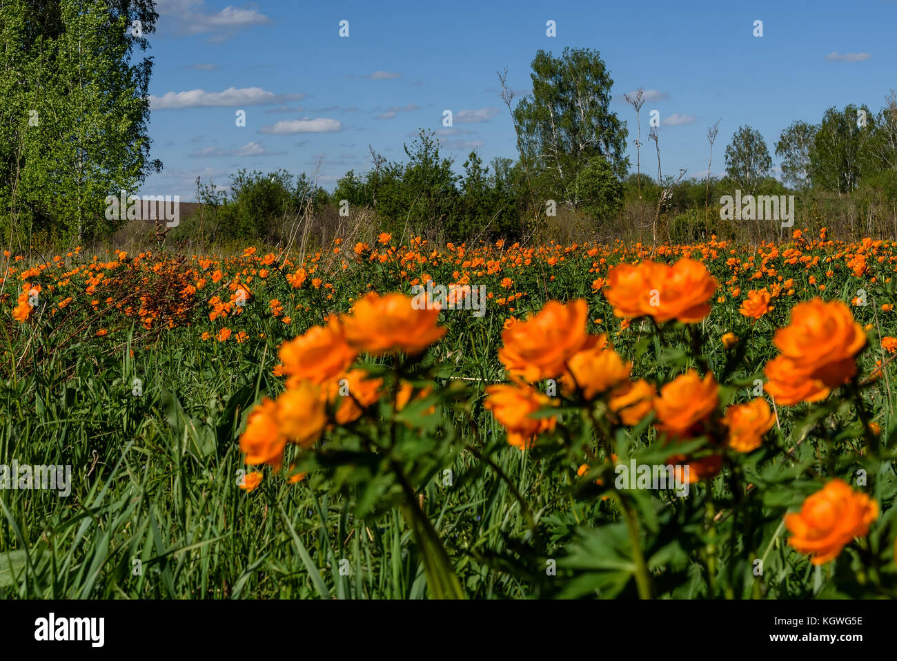 Beau paysage lumineux, d'une variété de fleurs de trollius asiaticus sur une prairie parmi les birchs dans une journée ensoleillée Banque D'Images