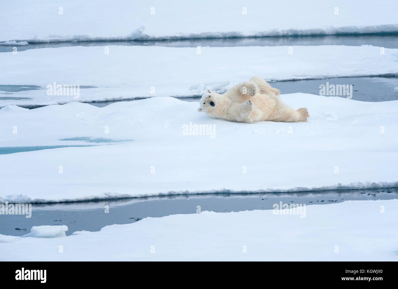 Le matériel roulant de l'ours polaire sur la glace Banque D'Images