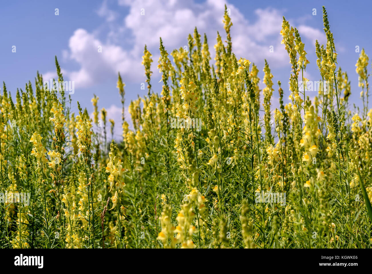 Belle arrière-plan naturel jaune avec des fleurs sauvages Linaria dans un pré contre un ciel bleu et nuages Banque D'Images