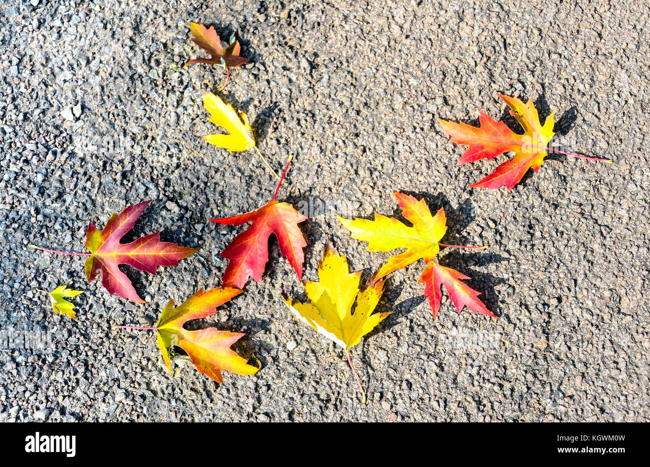 Les feuilles tombées sur le bitume avec des couleurs d'automne Banque D'Images