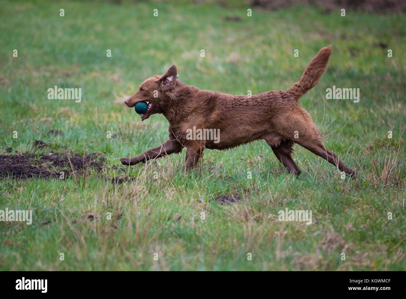 Chien sur la course. la race de chien Chesapeake bay retriever Banque D'Images