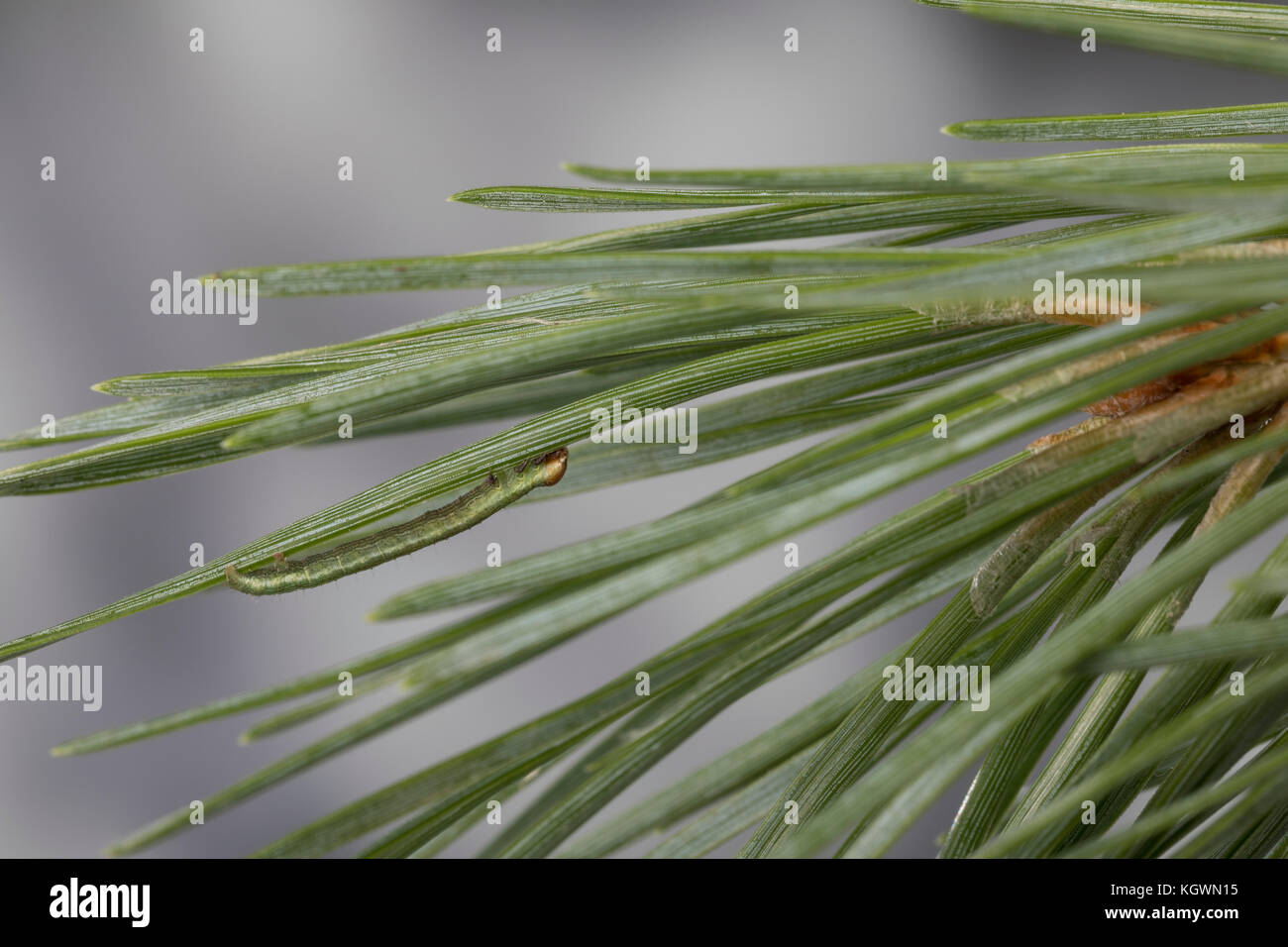 Violettgrauer Eckflügeltick, Raupe, Spannerraupe frisst an Kiefer, Eckflügel-Spanner, Kiefern-Eckflügeltick, Vielgrauer Kieferntrick, Macaria Banque D'Images