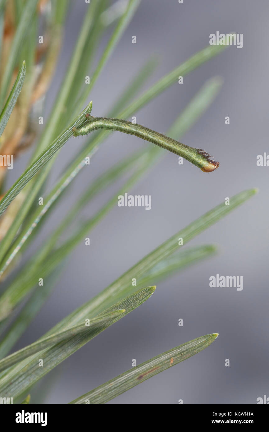 Violettgrauer Eckflügeltick, Raupe, Spannerraupe frisst an Kiefer, Eckflügel-Spanner, Kiefern-Eckflügeltick, Vielgrauer Kieferntrick, Macaria Banque D'Images