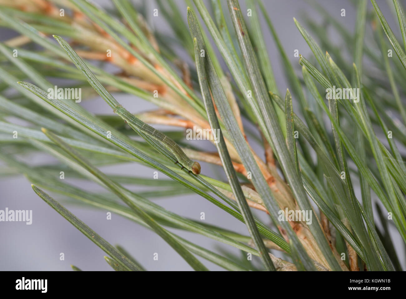 Violettgrauer Eckflügeltick, Raupe, Spannerraupe frisst an Kiefer, Eckflügel-Spanner, Kiefern-Eckflügeltick, Vielgrauer Kieferntrick, Macaria Banque D'Images