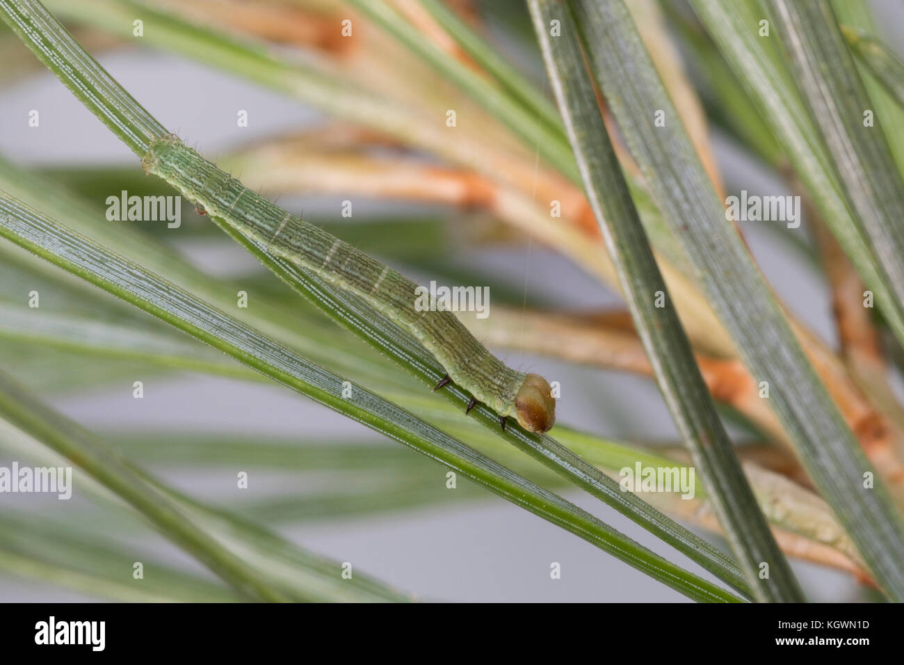 Violettgrauer Eckflügeltick, Raupe, Spannerraupe frisst an Kiefer, Eckflügel-Spanner, Kiefern-Eckflügeltick, Vielgrauer Kieferntrick, Macaria Banque D'Images