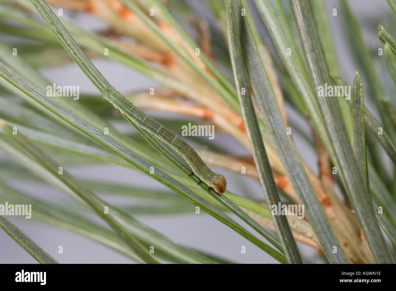 Violettgrauer Eckflügeltick, Raupe, Spannerraupe frisst an Kiefer, Eckflügel-Spanner, Kiefern-Eckflügeltick, Vielgrauer Kieferntrick, Macaria Banque D'Images