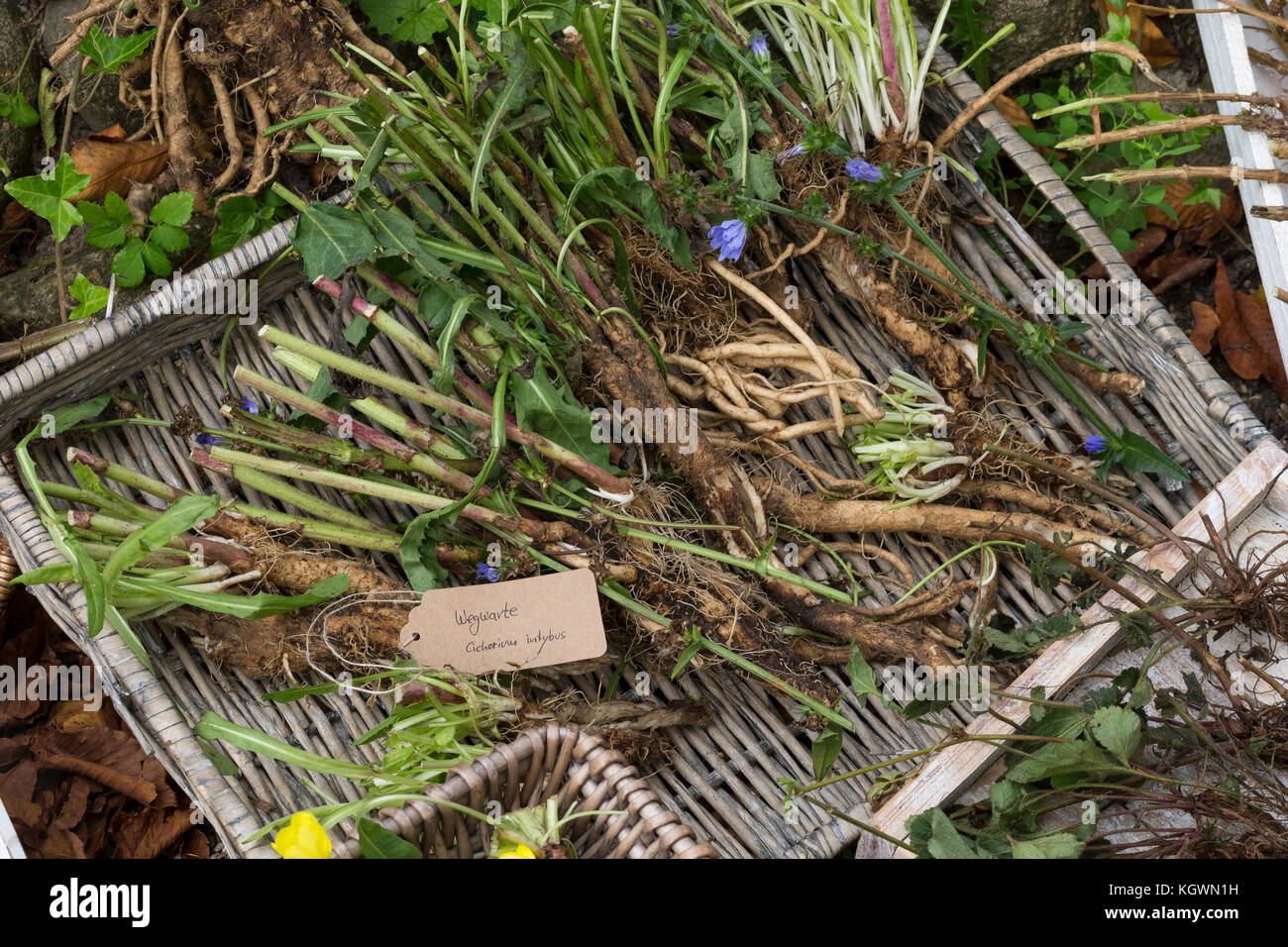 Wegwarte-Wurzel, Wegwarten-Wurzel, Wegwarte-Wurzeln, Wegwarten-Wurzeln, Wurzel, Wurzeln, Wurzeln von Wegwarte. Geleine Wegwarte, Gewöhnliche Wegwarte, Banque D'Images
