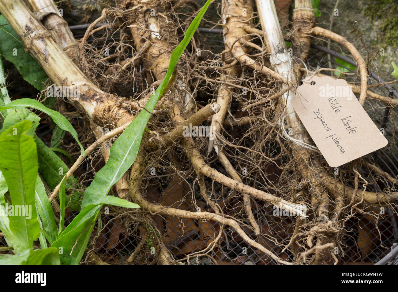 Wilde Karde, Wurzel, Wurzeln, Wurzelstock, Kardenwurzel, Karden-Wurzel, Kardenwurzeln, Dipsacus fullonum, Syn. Dipsacus sylvestris, cuillère à café de Fuller, W Banque D'Images