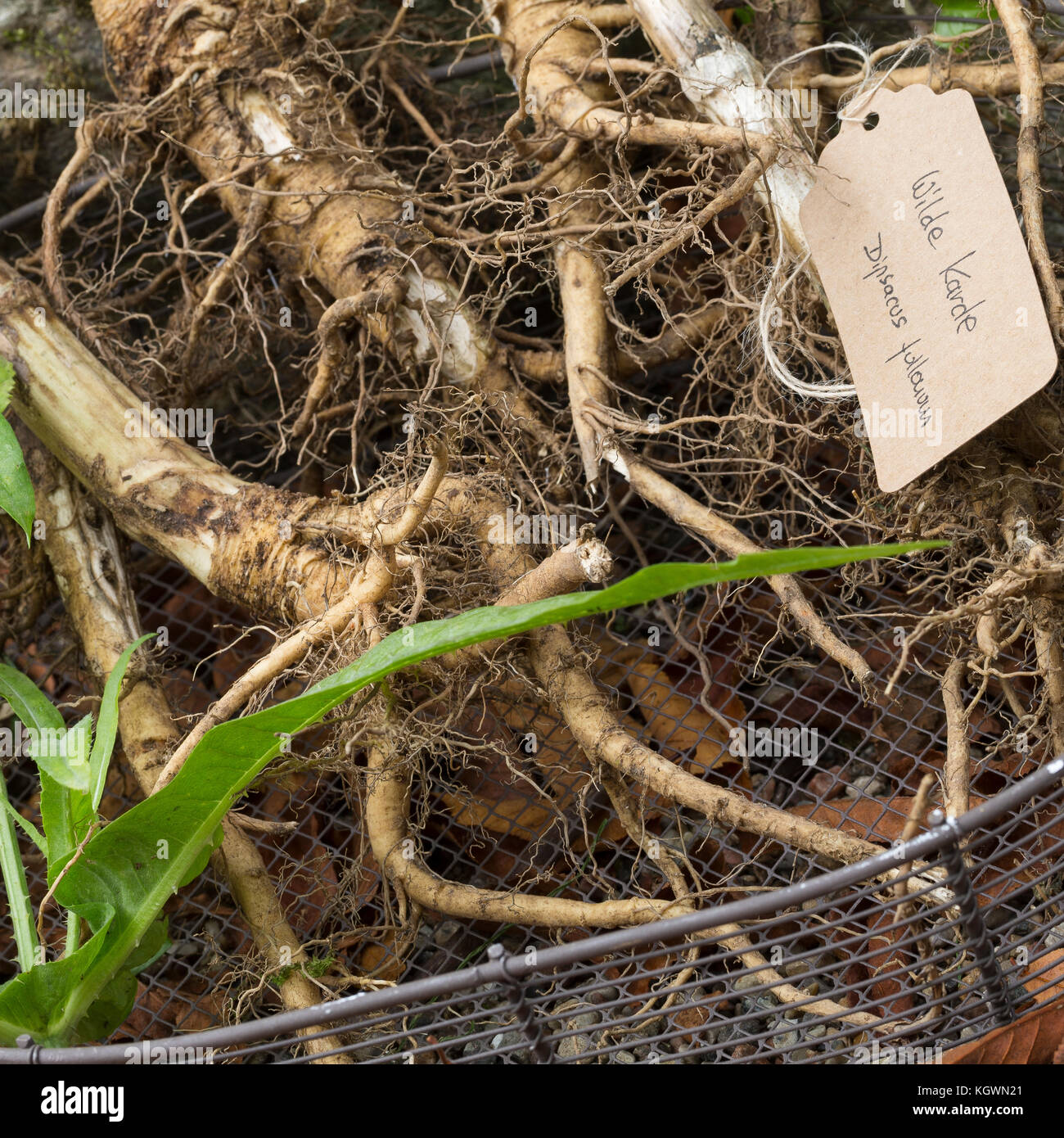 Wilde Karde, Wurzel, Wurzeln, Wurzelstock, Kardenwurzel, Karden-Wurzel, Kardenwurzeln, Dipsacus fullonum, Syn. Dipsacus sylvestris, cuillère à café de Fuller, W Banque D'Images