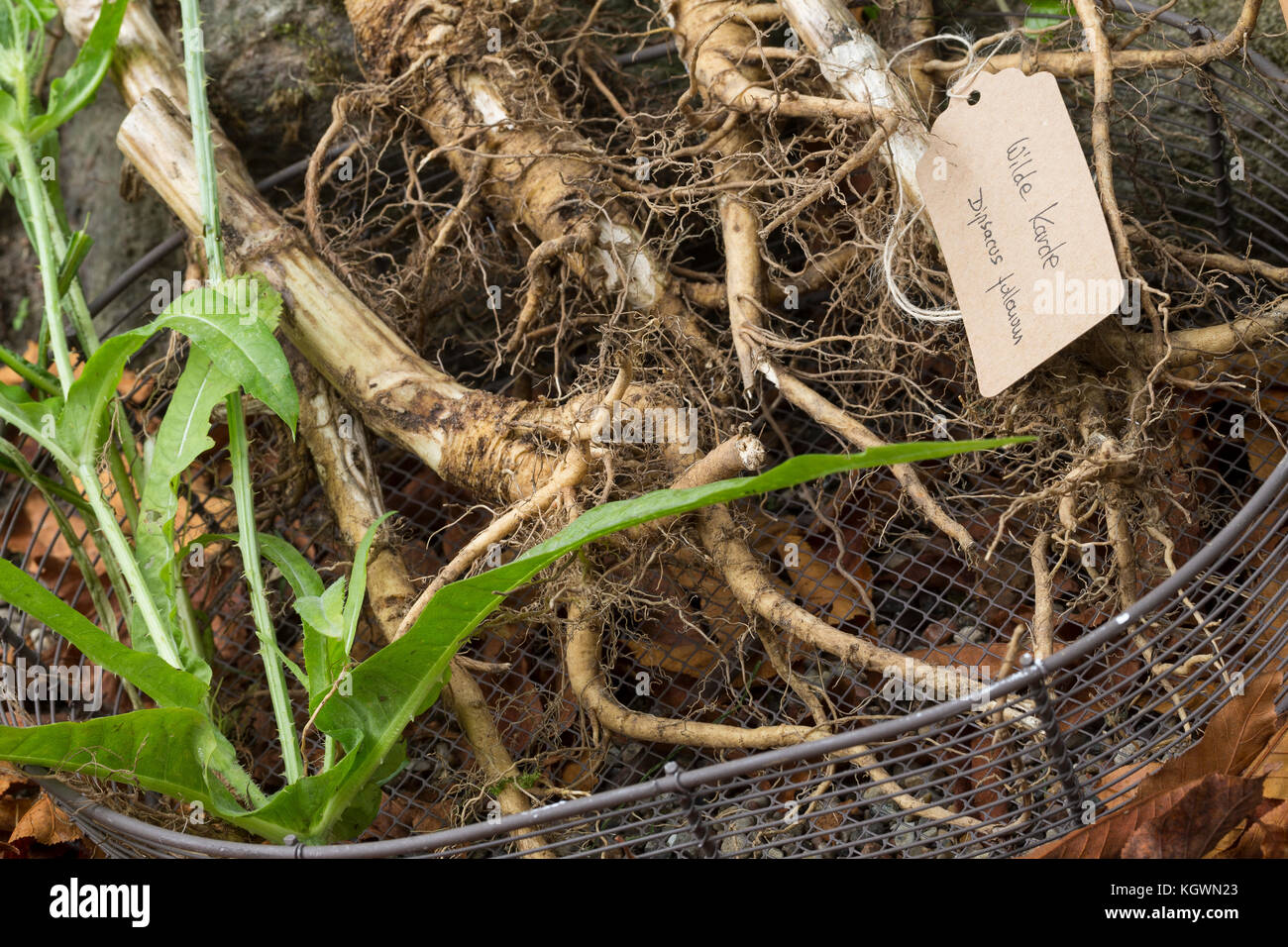 Wilde Karde, Wurzel, Wurzeln, Wurzelstock, Kardenwurzel, Karden-Wurzel, Kardenwurzeln, Dipsacus fullonum, Syn. Dipsacus sylvestris, cuillère à café de Fuller, W Banque D'Images