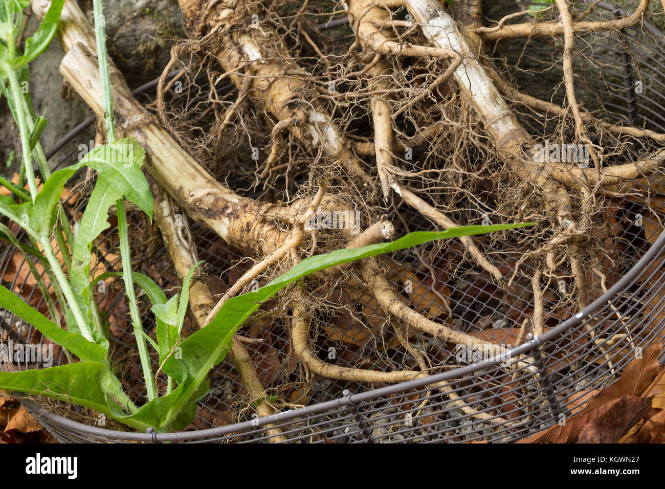Wilde Karde, Wurzel, Wurzeln, Wurzelstock, Kardenwurzel, Karden-Wurzel, Kardenwurzeln, Dipsacus fullonum, Syn. Dipsacus sylvestris, cuillère à café de Fuller, W Banque D'Images