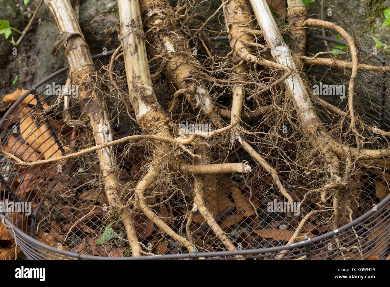 Wilde Karde, Wurzel, Wurzeln, Wurzelstock, Kardenwurzel, Karden-Wurzel, Kardenwurzeln, Dipsacus fullonum, Syn. Dipsacus sylvestris, cuillère à café de Fuller, W Banque D'Images