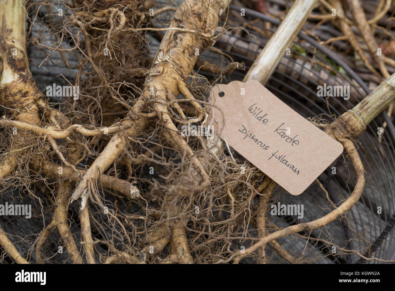 Wilde Karde, Wurzel, Wurzeln, Wurzelstock, Kardenwurzel, Karden-Wurzel, Kardenwurzeln, Dipsacus fullonum, Syn. Dipsacus sylvestris, cuillère à café de Fuller, W Banque D'Images