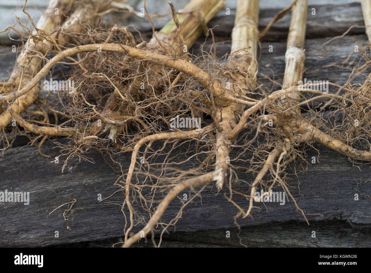 Wilde Karde, Wurzel, Wurzeln, Wurzelstock, Kardenwurzel, Karden-Wurzel, Kardenwurzeln, Dipsacus fullonum, Syn. Dipsacus sylvestris, cuillère à café de Fuller, W Banque D'Images