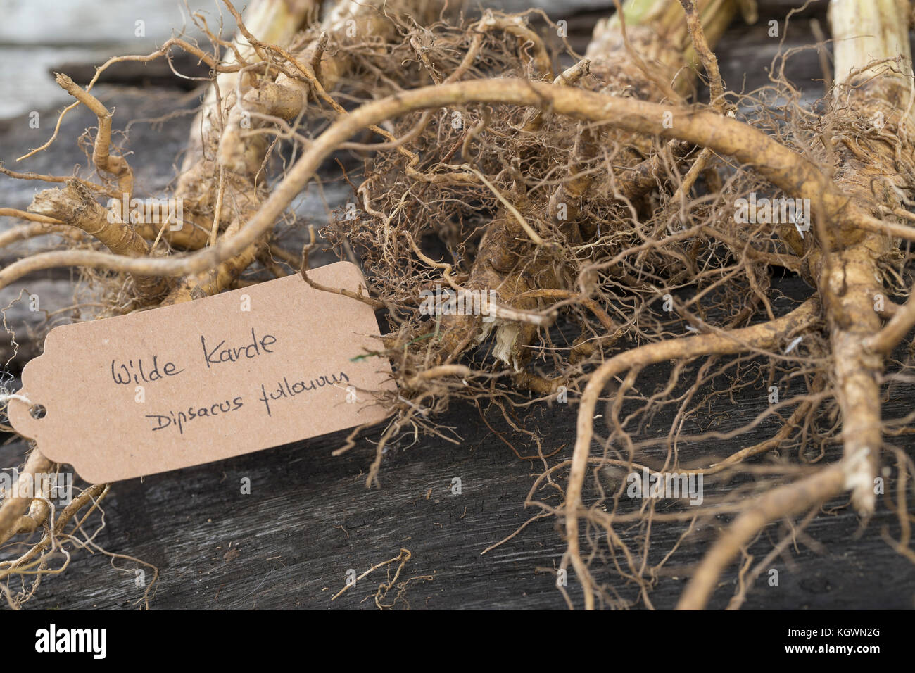 Wilde Karde, Wurzel, Wurzeln, Wurzelstock, Kardenwurzel, Karden-Wurzel, Kardenwurzeln, Dipsacus fullonum, Syn. Dipsacus sylvestris, cuillère à café de Fuller, W Banque D'Images