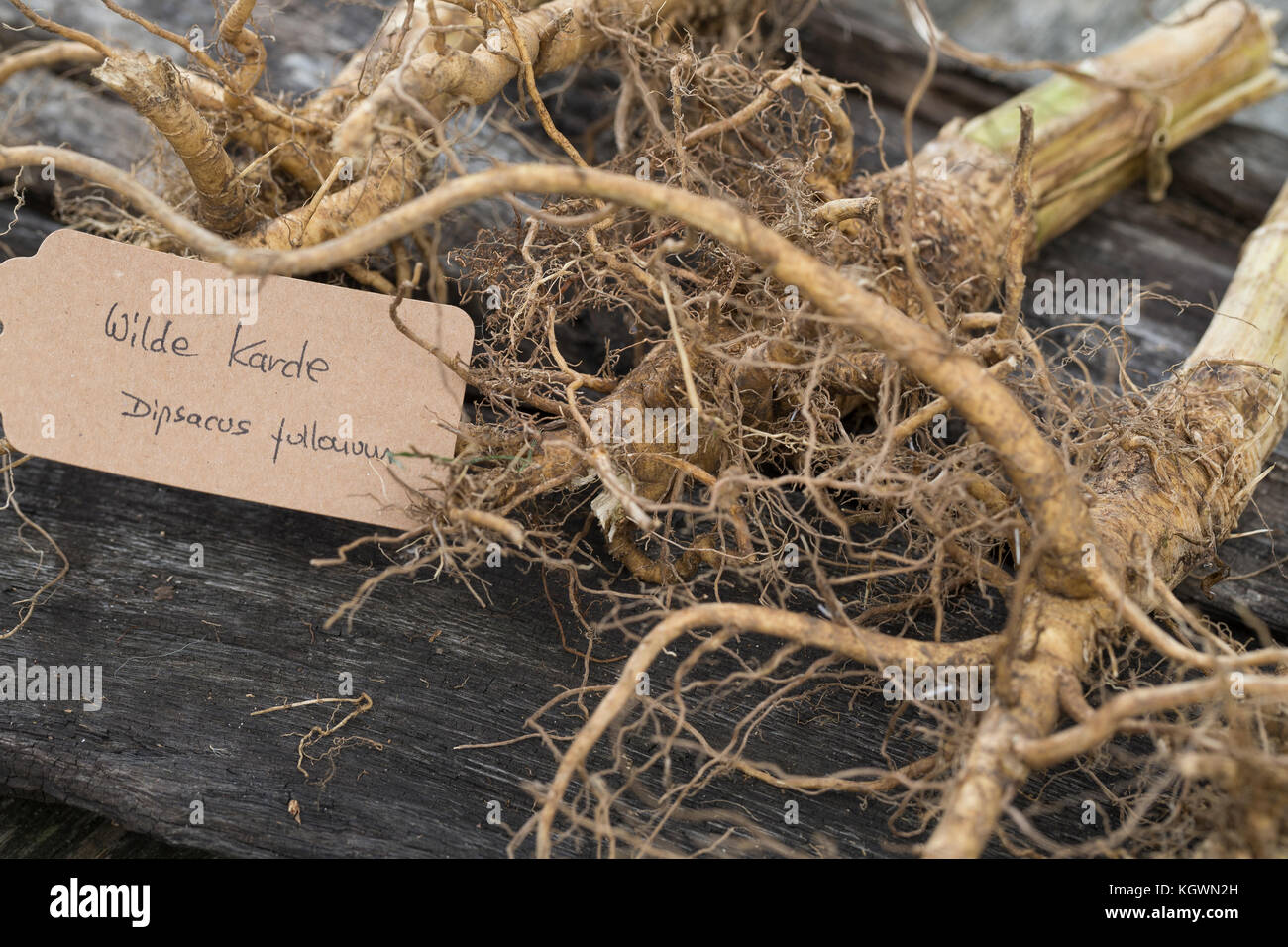 Wilde Karde, Wurzel, Wurzeln, Wurzelstock, Kardenwurzel, Karden-Wurzel, Kardenwurzeln, Dipsacus fullonum, Syn. Dipsacus sylvestris, cuillère à café de Fuller, W Banque D'Images