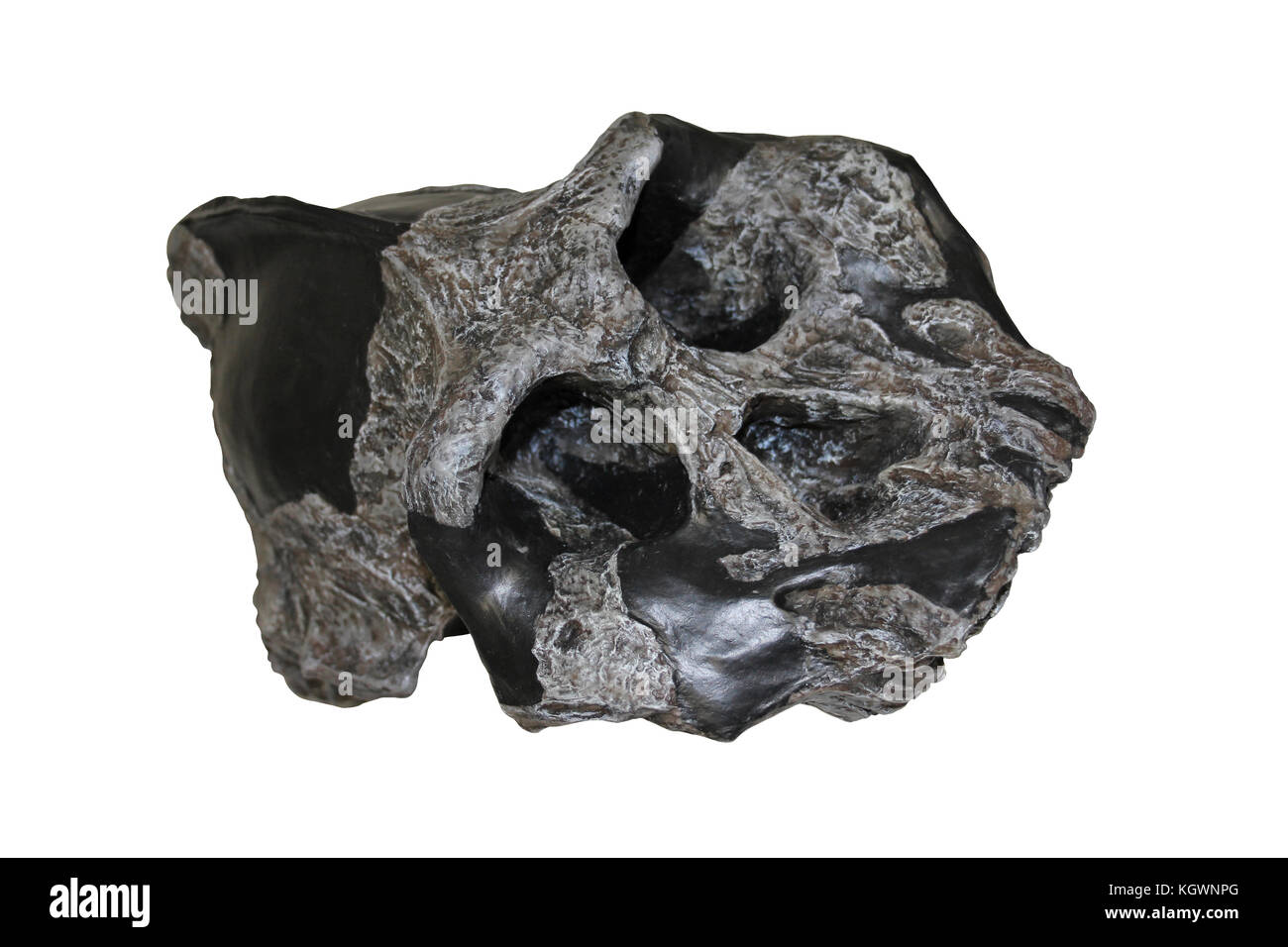 L'australopithecus aethiopicus crâne Banque D'Images