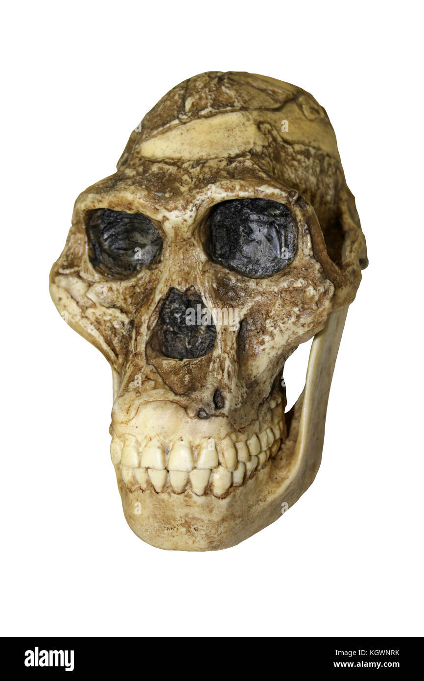 Mrs Ples Australopithecus africanus Banque D'Images