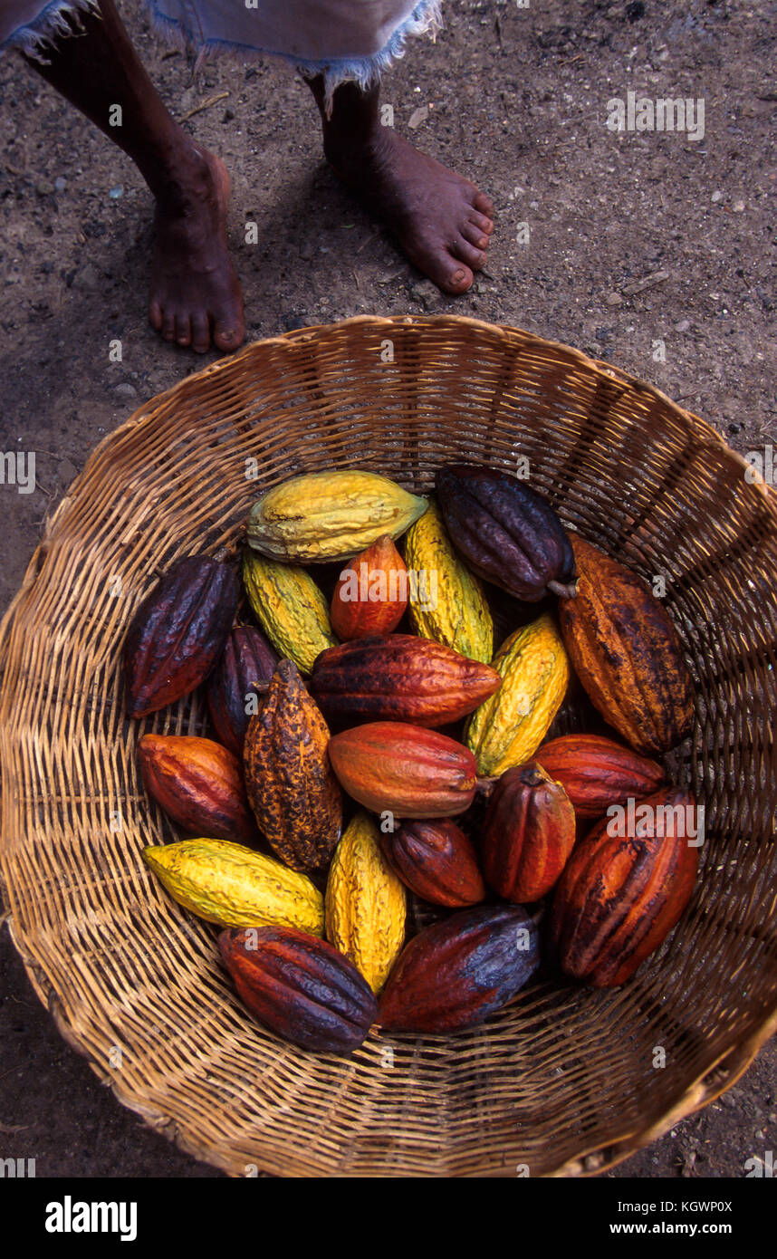 La récolte du cacao, de Sainte-Lucie, Caraïbes. Banque D'Images