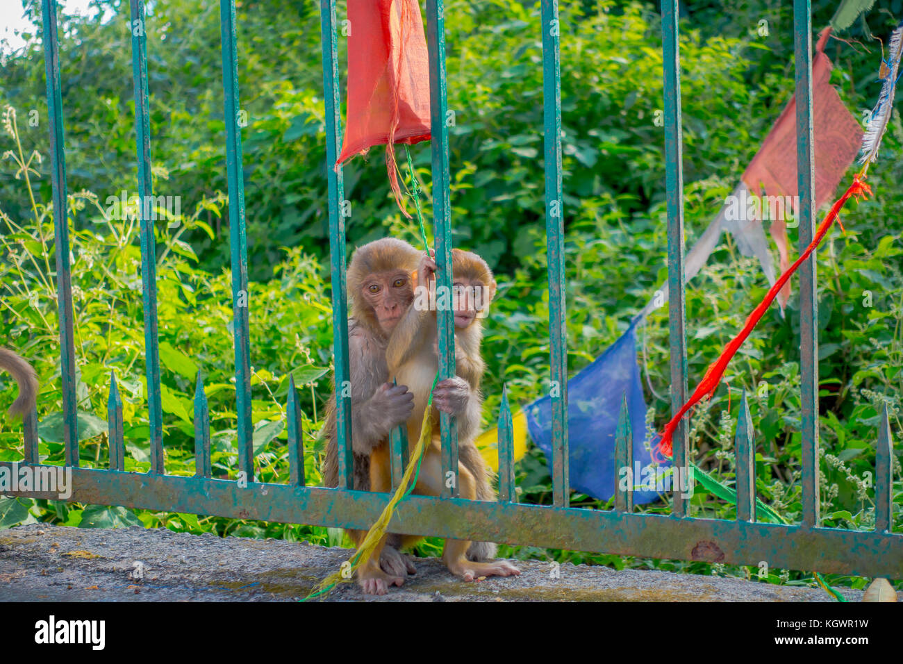 Katmandou, Népal, 15 octobre 2017 : la famille de singes assis à l'extérieur avec les drapeaux de prières près de Swayambhunath Stupa, Népal Banque D'Images