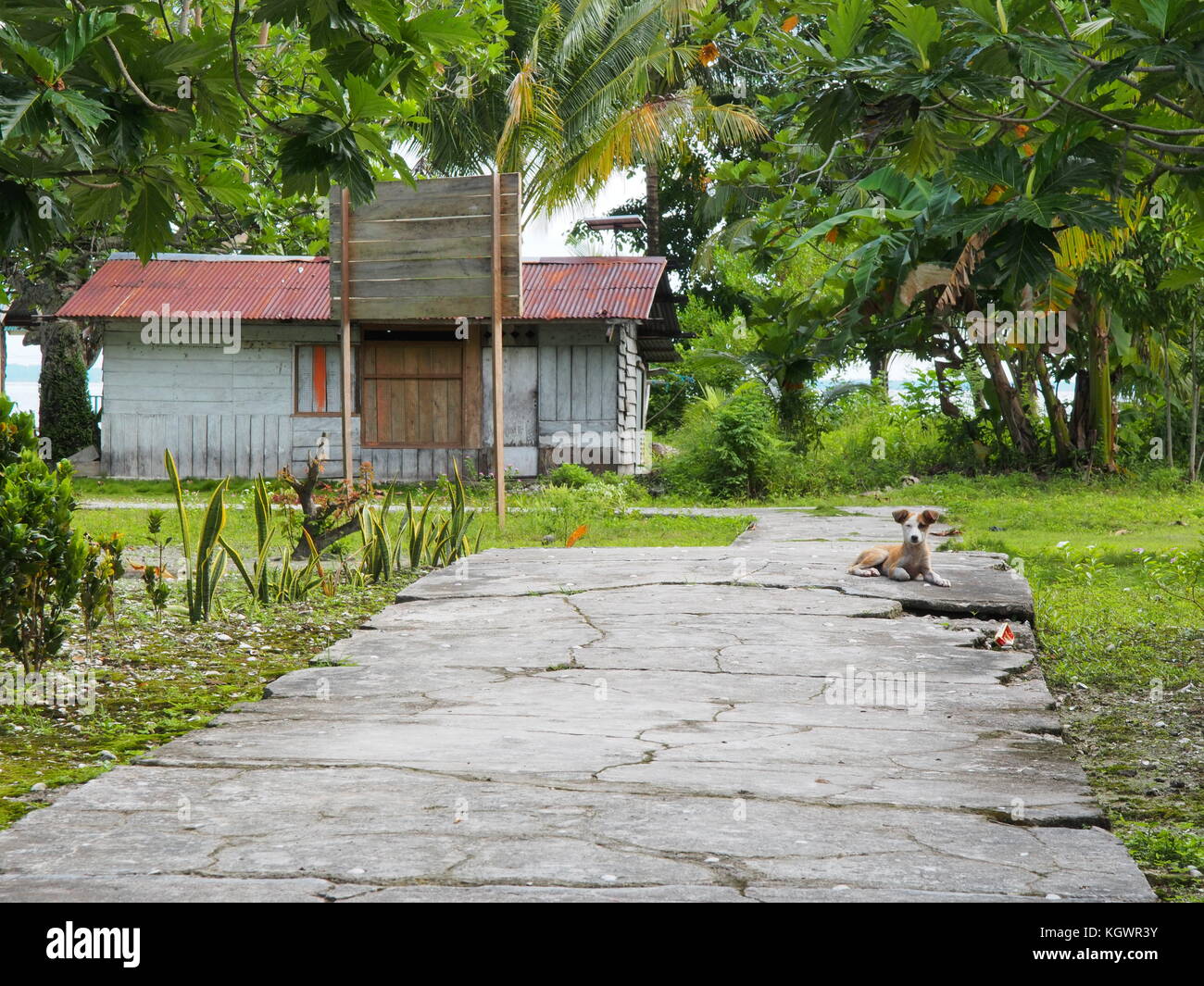Petit chien local reposant sur la route principale de l'île de Wundi, archipel de Padaido, baie de Cenderawasih, Papouasie Banque D'Images
