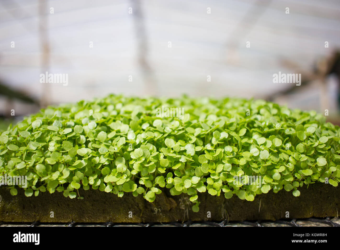 Plantes bébé (Cresson) croissant dans les émissions avec système hydroponique Banque D'Images