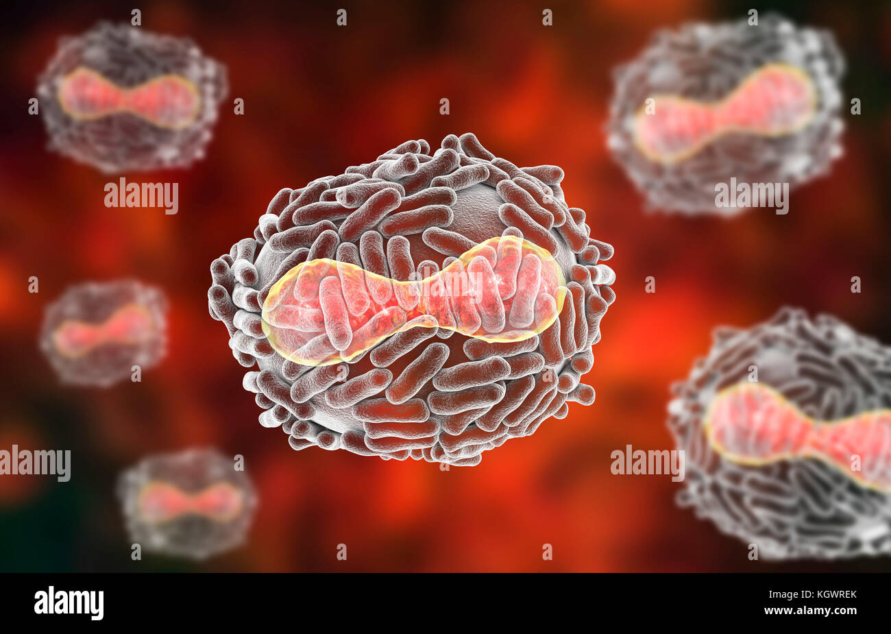 Le virus de la variole. Illustration d'un virus de la variole (Variola). Une membrane (transparent) provenant de son cellule hôte couvre la particule virale. À l'intérieur de ce se trouve le noyau (rouge), qui contient la particule, l'acide désoxyribonucléique (ADN) du matériel génétique. Le noyau a une forme biconcave. La surface du virus est couvert de tubules de surface qui aident le virus en pièce jointe à une cellule hôte. La variole est une maladie qui provoque de la fièvre et souvent la mort. Elle a été éradiquée après un effort mondial dans les années 70, mais il existe des souches dans les laboratoires de recherche. Banque D'Images