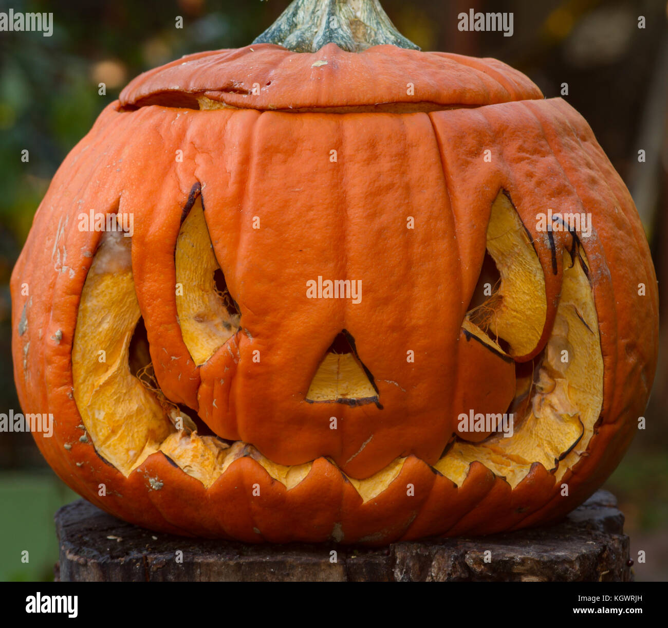 Citrouille sculptée en décomposition plusieurs jours après l'Halloween. UK Banque D'Images