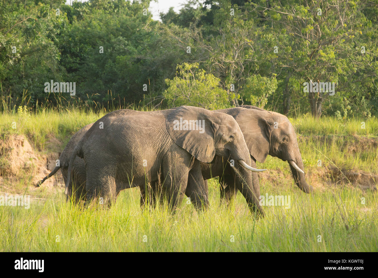 Groupe d'éléphants d'Afrique/ bush marche à travers un lit de rivière à sec en Murchison Falls National Park, de l'Ouganda. Banque D'Images