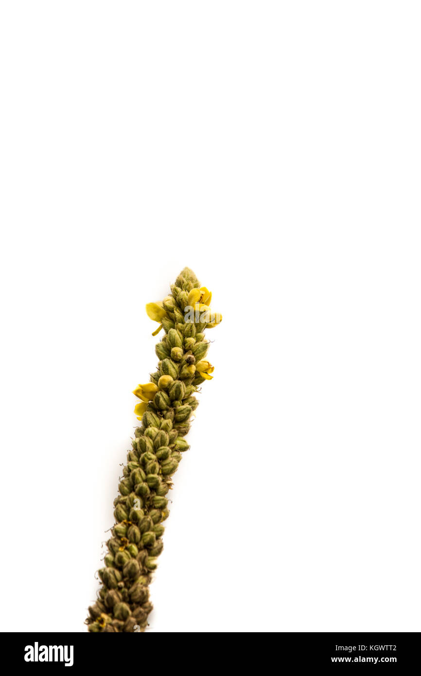 Parc national shennandoah Scenic Drive, usa Banque D'Images