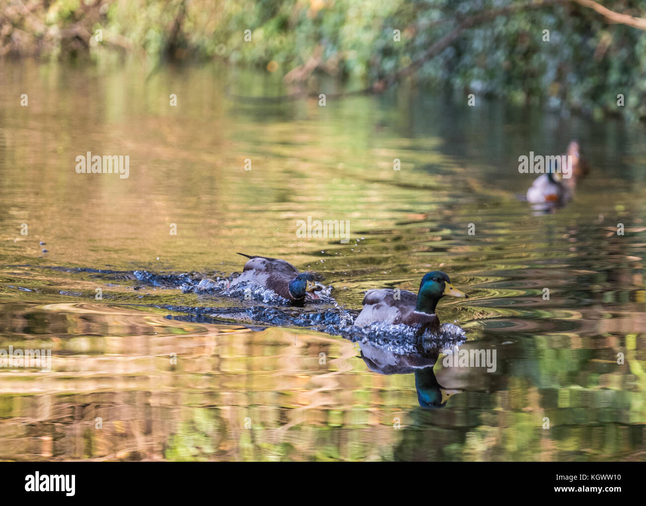 Canards nager le long de la rivière taff, Cardiff, Pays de Galles, Royaume-Uni Banque D'Images