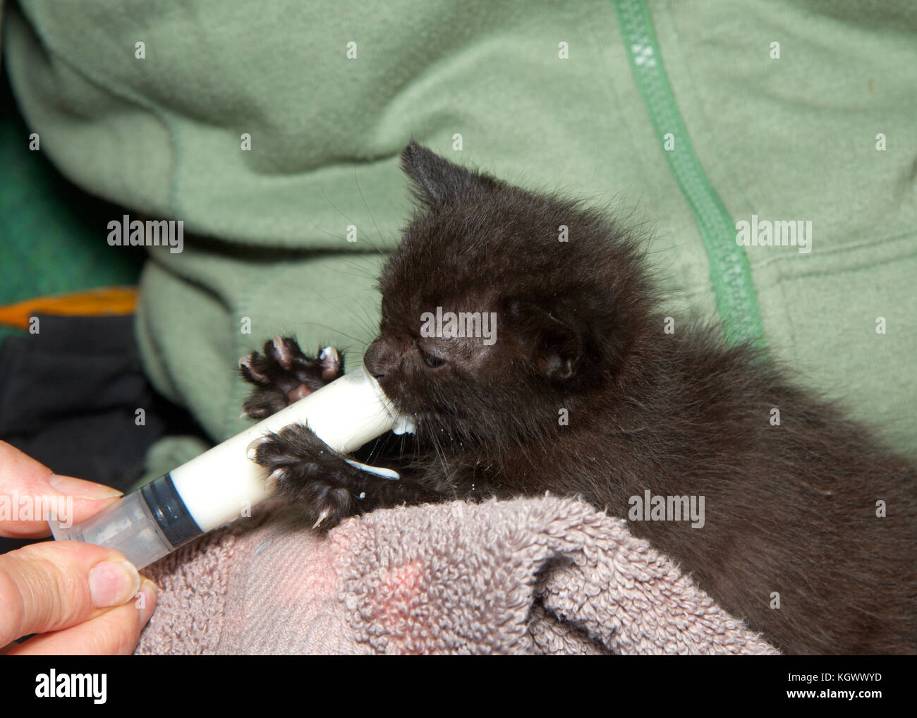 Deux semaines chaton noir d'être nourris à la main la formule de seringue. Le nouveau-né est un défi perdu ses parents mais peut être amusant et gratifiant. Banque D'Images