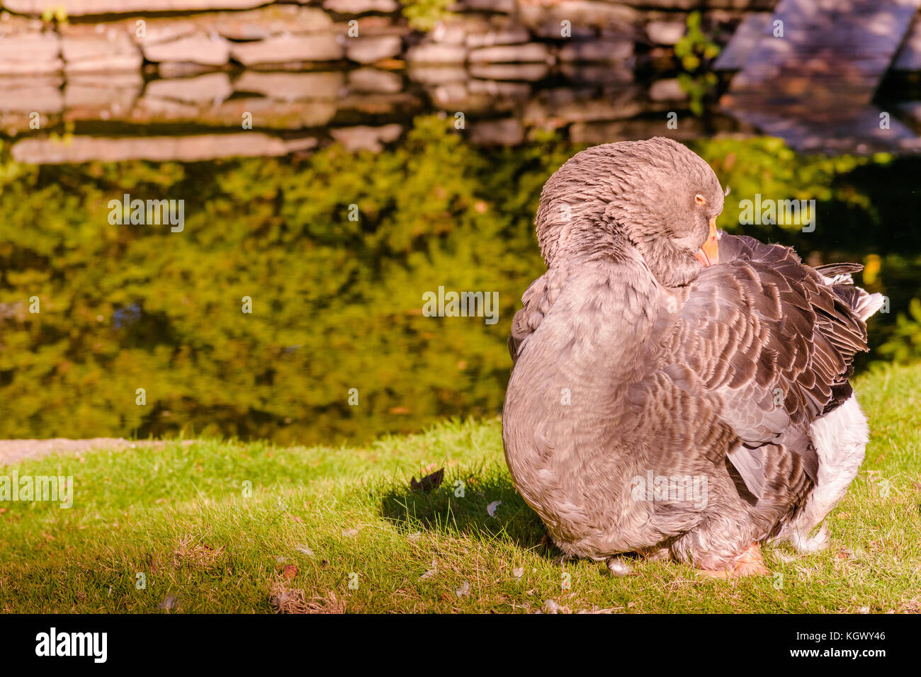 Un grand fanon Toulouse Goose à l'aide de son bec pour rayer elle-même dans le parc Victoria, la moitié, en Nouvelle-Écosse, Canada. Banque D'Images