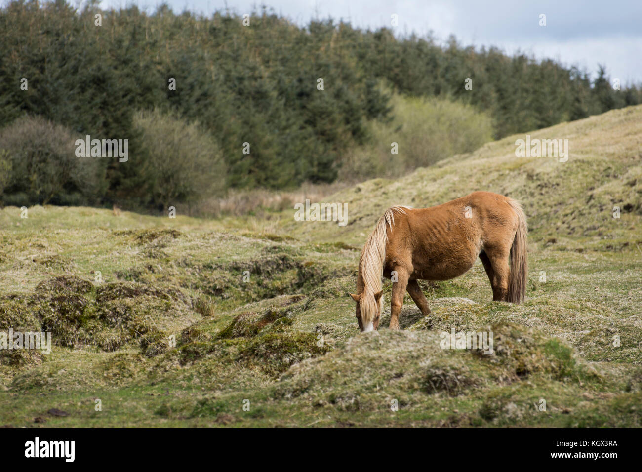 Le pâturage de chevaux sauvages - rough tor, Cornwall, uk Banque D'Images