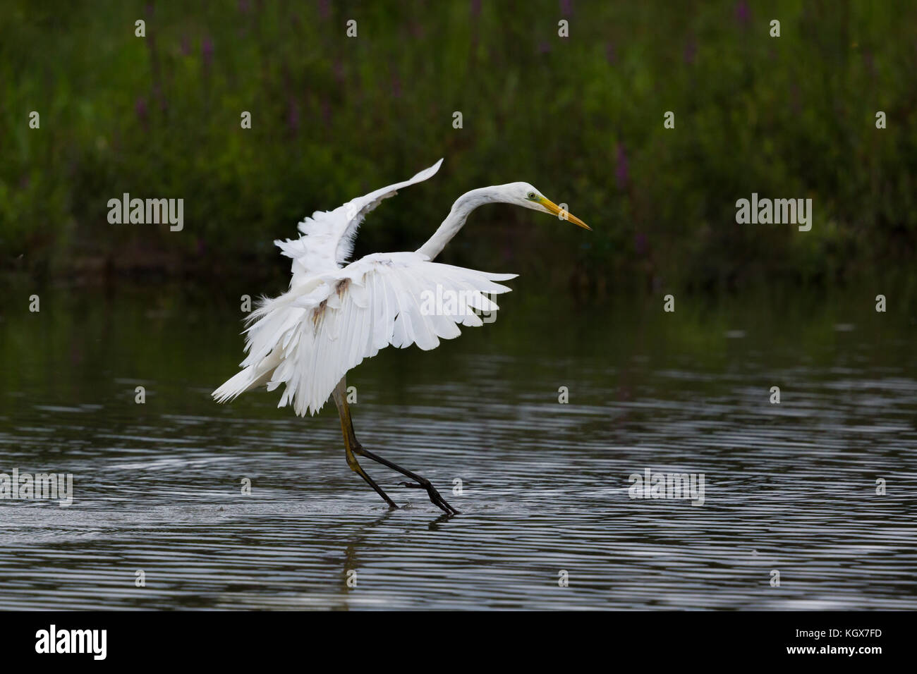 Naturel d'atterrissage great white egret (Egretta alba), pieds dans l'eau Banque D'Images