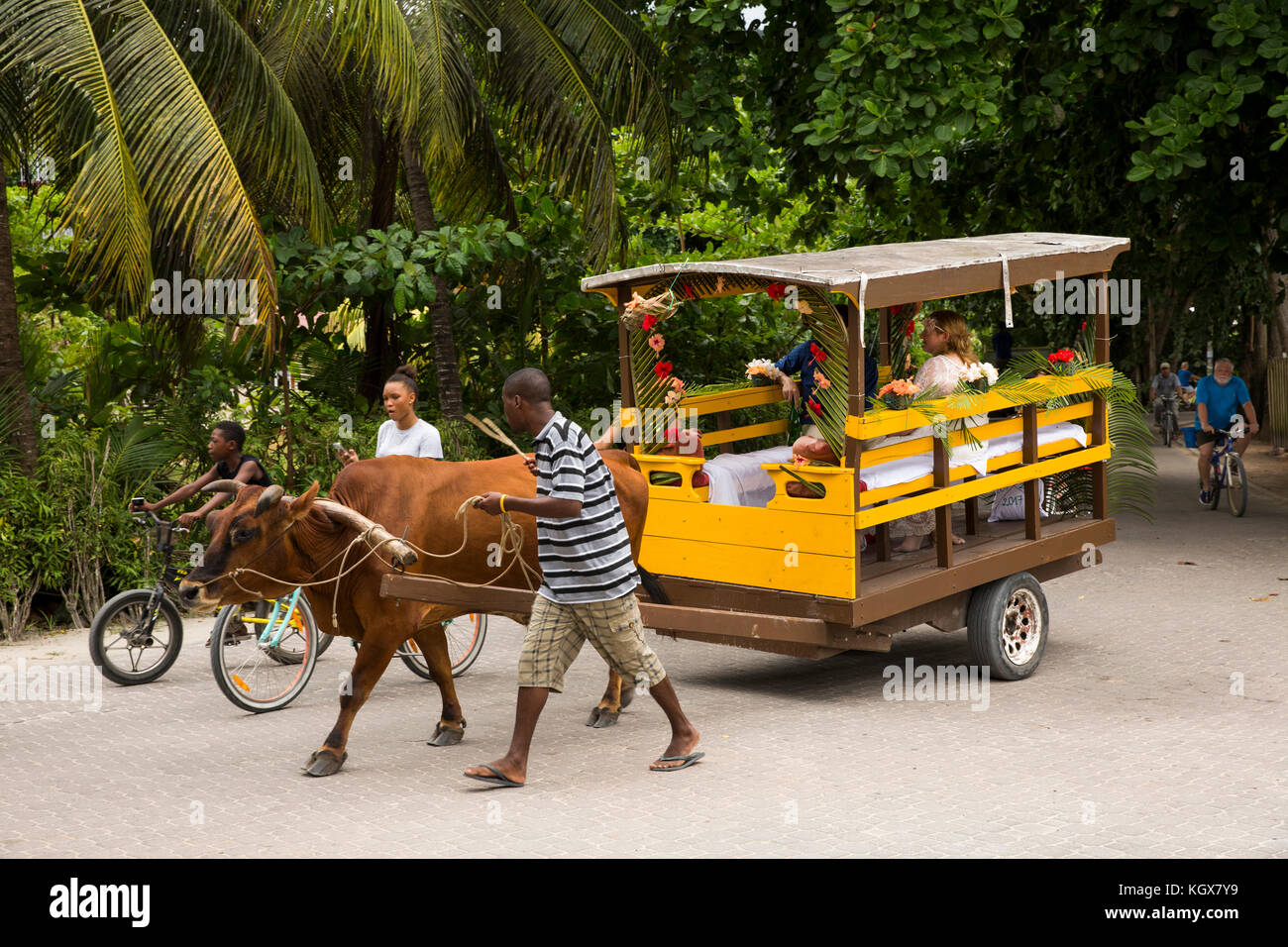 Les Seychelles, La Digue, La Passe, le transport traditionnel, couple marié de charrette sur le chemin du mariage Banque D'Images Les Seychelles, La Digue, La Passe, le transport traditionnel, couple marié de charrette sur le chemin du mariage Banque D'Images