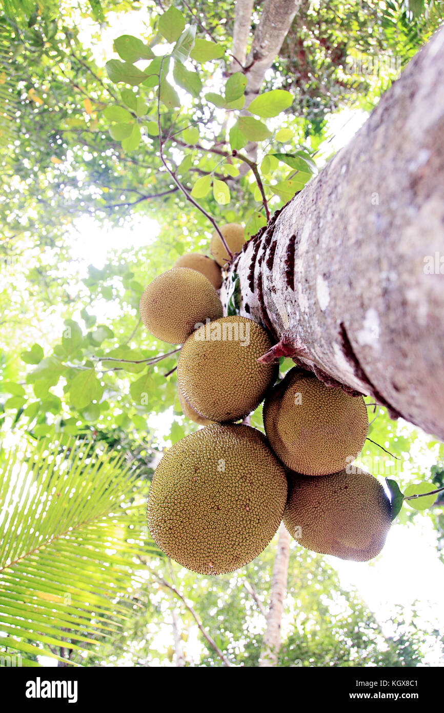 Jaque sur un arbre, vue du dessous, Sri Lanka jardin tropical Banque D'Images