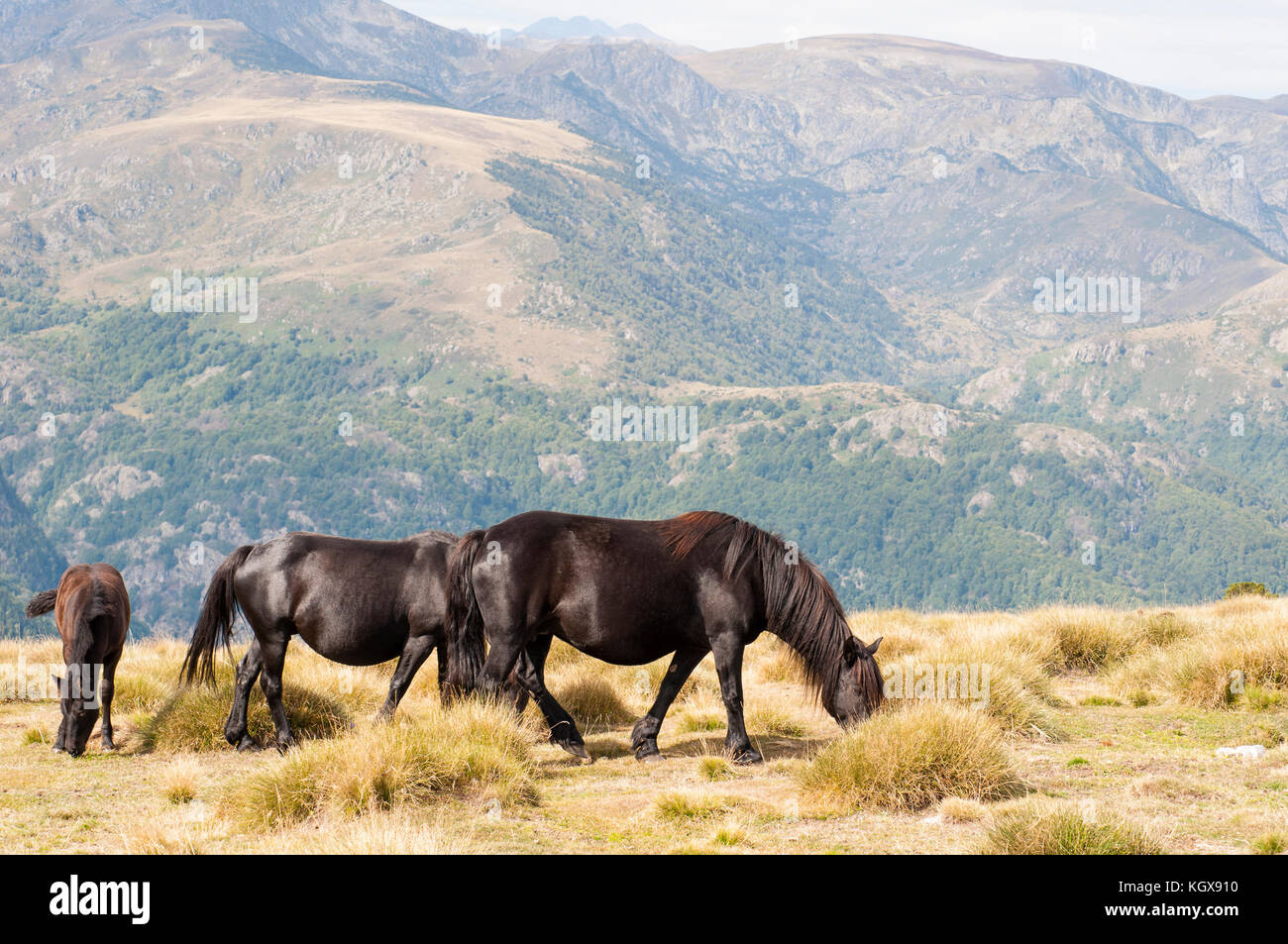 Meren chevaux qui broutent librement sur le Plateau de Beille dans les Pyrénées. Aston. Francia. Banque D'Images