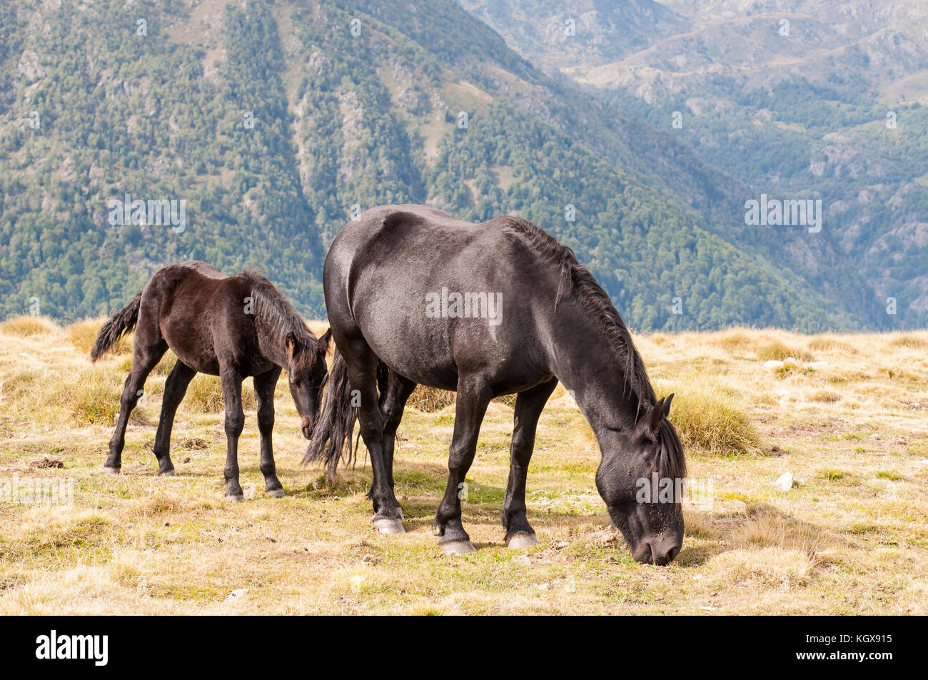Meren chevaux qui broutent librement sur le Plateau de Beille dans les Pyrénées. Aston. Francia. Banque D'Images