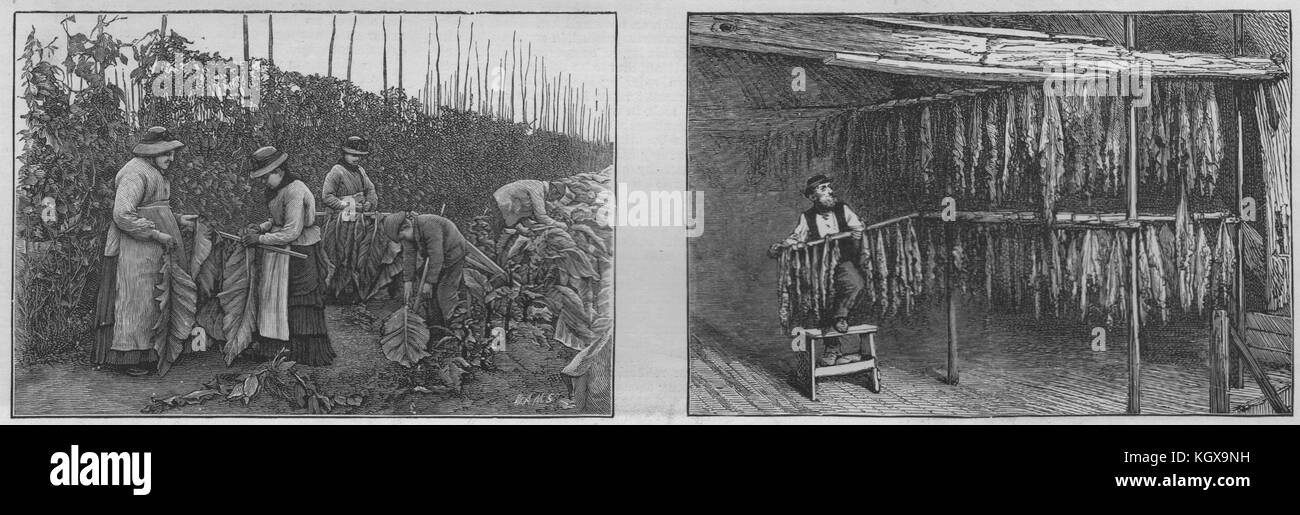 La culture du tabac dans le Kent. Choisir la feuille de tabac ; l'accrochant à sec jusqu'à 1886. L'Illustrated London News Banque D'Images La culture du tabac dans le Kent. Choisir la feuille de tabac ; l'accrochant à sec jusqu'à 1886. L'Illustrated London News Banque D'Images