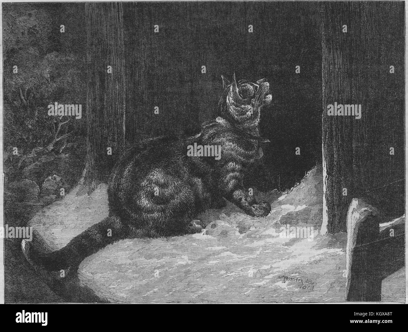 'The Wanderer' retourné. Cats 1863. L'Illustrated London News Banque D'Images
