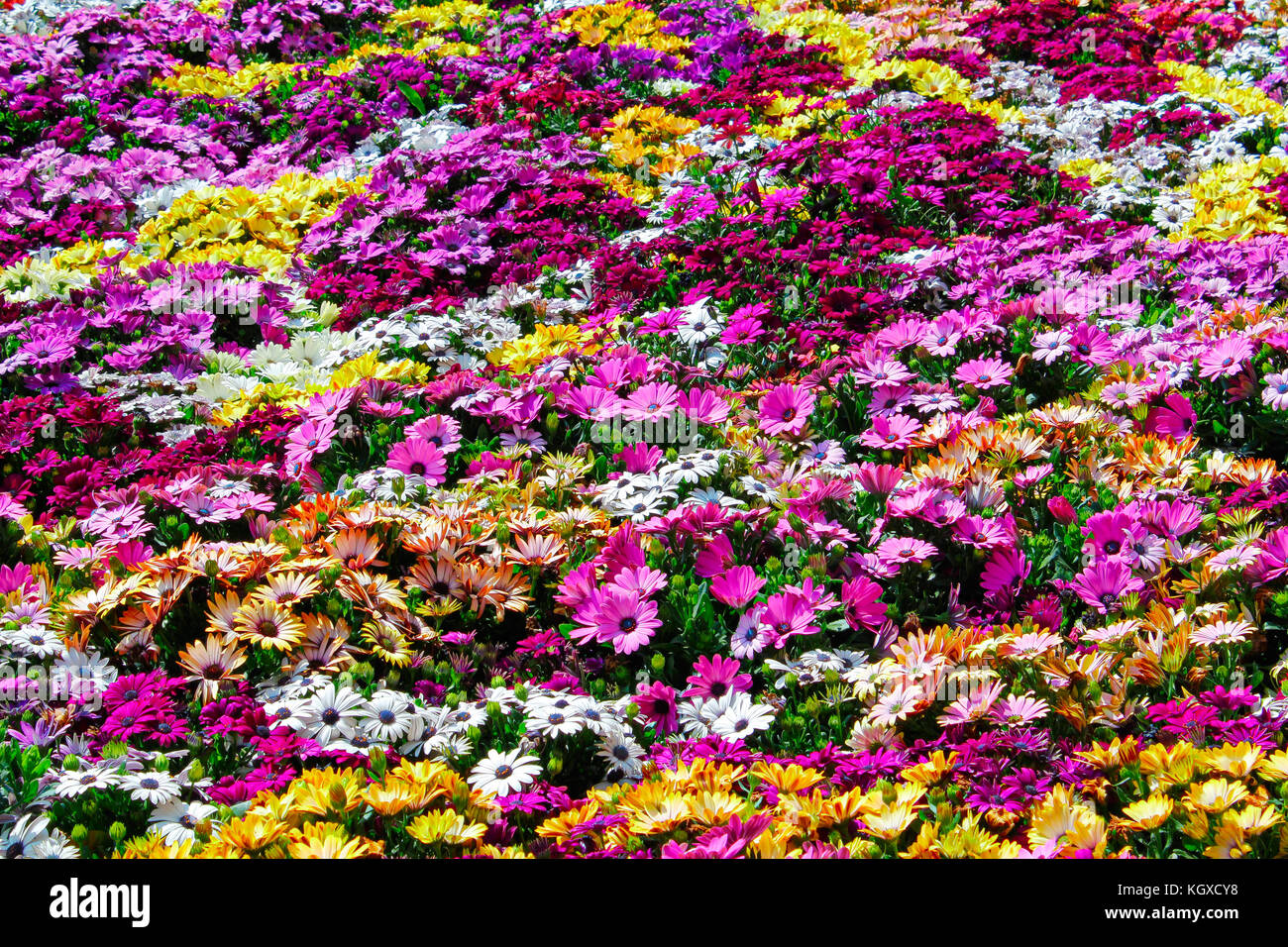 Un fond plein de fleurs colorées. uno sfondo pieno di Fiori colorati. Banque D'Images