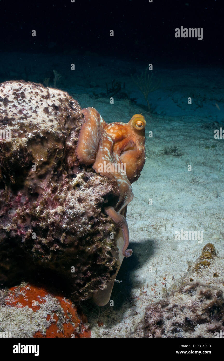 Caribbean reef octopus Banque D'Images
